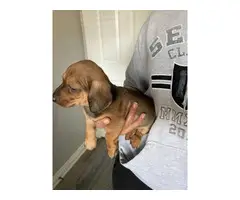 8 weeks old dachshund puppies for sale