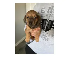 8 weeks old dachshund puppies for sale - 2