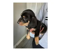 8 weeks old dachshund puppies for sale - 3