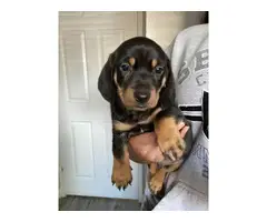 8 weeks old dachshund puppies for sale - 4