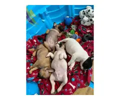2 Females and 2 Males French Bulldogs - 5