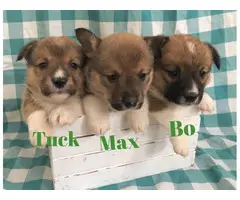 4 males and 6 females corgi puppies for sale