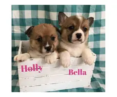 4 males and 6 females corgi puppies for sale - 2