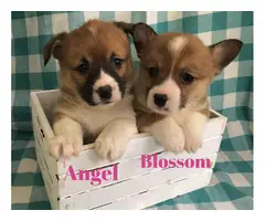 4 males and 6 females corgi puppies for sale - 3