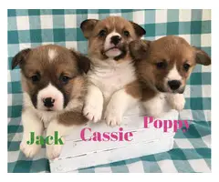 4 males and 6 females corgi puppies for sale - 4
