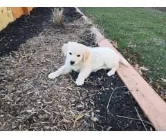 10 weeks old female Golden Retriever Puppy for Sale - 2