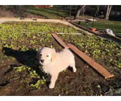 10 weeks old female Golden Retriever Puppy for Sale - 3