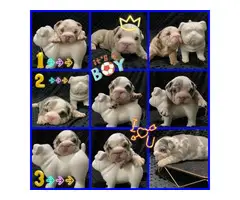 4 English Bulldog puppies for sale - 2
