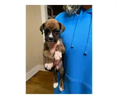 4 Boxer Puppies Ready for Good Homes