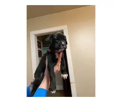 4 Boxer Puppies Ready for Good Homes - 3