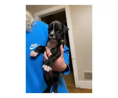 4 Boxer Puppies Ready for Good Homes - 5
