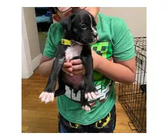 4 Boxer Puppies Ready for Good Homes - 6