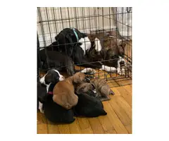 4 Boxer Puppies Ready for Good Homes - 9