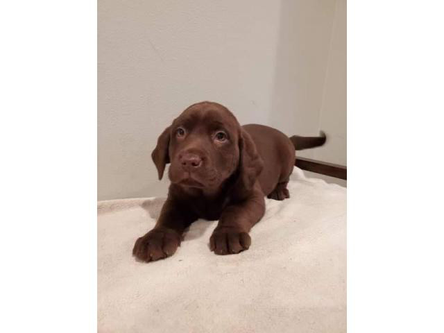 10 weeks old Chocolate Labrador Retriever Tacoma - Puppies for Sale Near Me