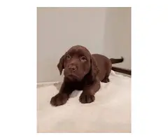 10 weeks old Chocolate Labrador Retriever - 2