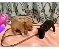 2 super cute Boston Huahua puppies for Sale