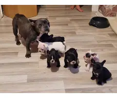 French Bulldogs Puppies for adoption ,french bulldogs for sale