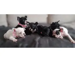 French Bulldogs Puppies for adoption ,french bulldogs for sale - 2