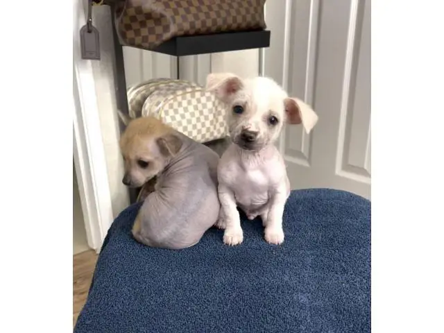 Purebred Chinese crested puppies for sale - 1/10