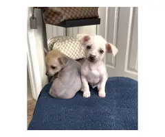 Purebred Chinese crested puppies for sale