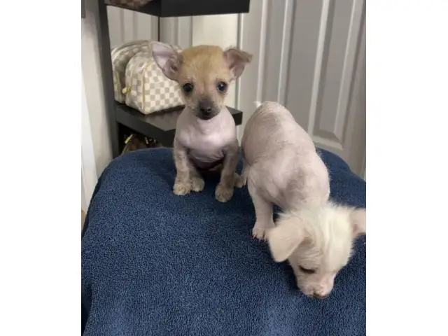 Purebred Chinese crested puppies for sale - 2/10