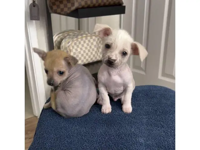 Purebred Chinese crested puppies for sale - 3/10