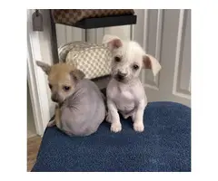 Purebred Chinese crested puppies for sale - 3