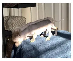 Purebred Chinese crested puppies for sale - 5