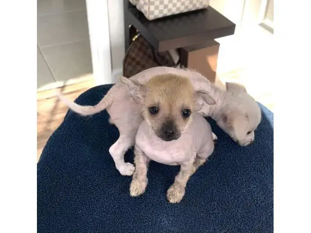 Purebred Chinese crested puppies for sale - 6/10