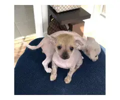 Purebred Chinese crested puppies for sale - 6