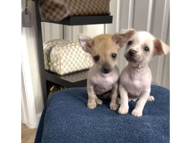 Purebred Chinese crested puppies for sale - 9/10