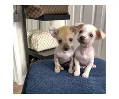 Purebred Chinese crested puppies for sale - 9