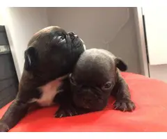9 French bulldog puppies for adoption