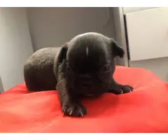 9 French bulldog puppies for adoption - 2