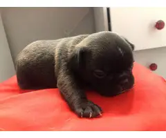 9 French bulldog puppies for adoption - 3