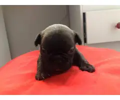 9 French bulldog puppies for adoption - 5