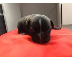 9 French bulldog puppies for adoption - 7