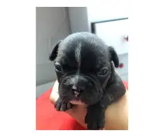 9 French bulldog puppies for adoption - 8