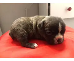 9 French bulldog puppies for adoption - 9