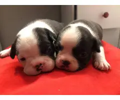 9 French bulldog puppies for adoption - 11