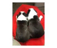 9 French bulldog puppies for adoption - 12