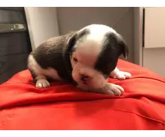 9 French bulldog puppies for adoption - 13