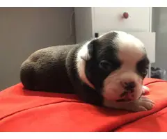 9 French bulldog puppies for adoption - 15