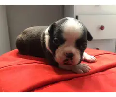 9 French bulldog puppies for adoption - 16