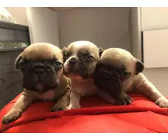 9 French bulldog puppies for adoption - 17