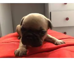 9 French bulldog puppies for adoption - 19
