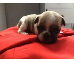 9 French bulldog puppies for adoption - 20