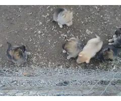 Litter of 7 German shepherd puppies - 3