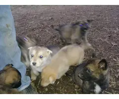 Litter of 7 German shepherd puppies - 4