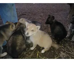 Litter of 7 German shepherd puppies - 6